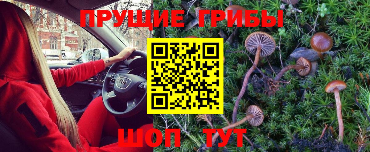 Богданович  Галлюциногенные грибы MAGIC MUSHROOMS  Вход с VPN 
